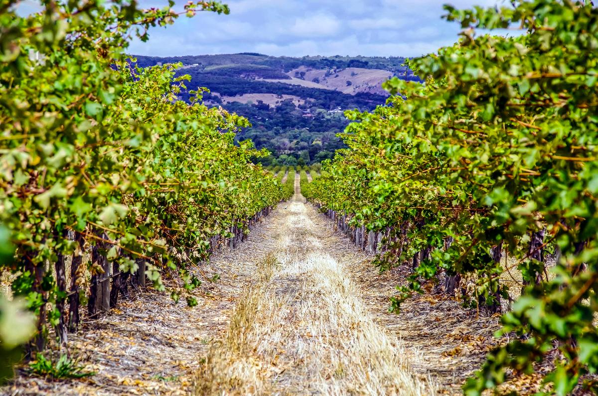 Farm work in Queensland - photo: James dimas