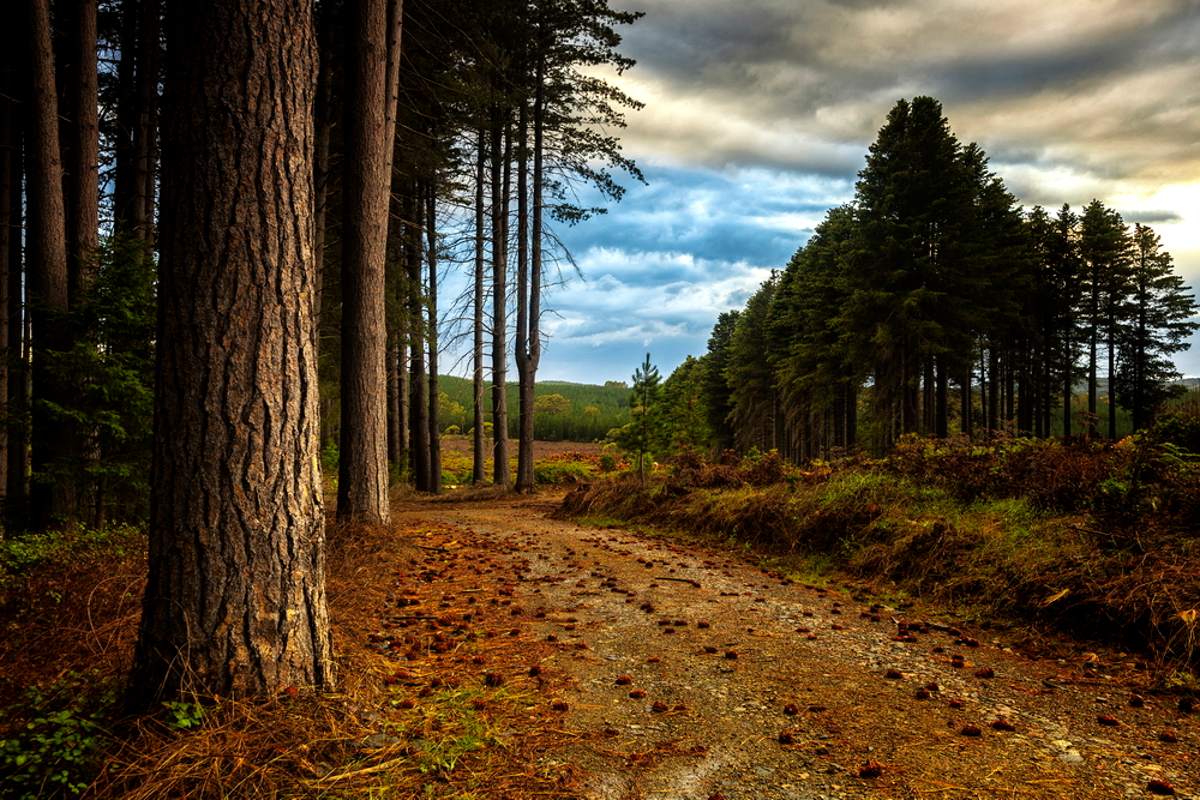 Sugar Pine Trail | photo: Tim Donnelly (CC BY NC ND 2.0)