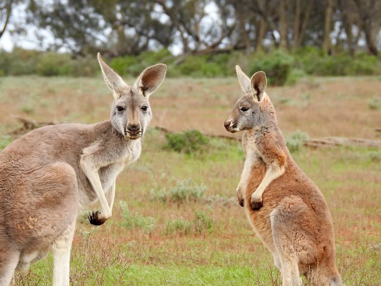 kangaroos