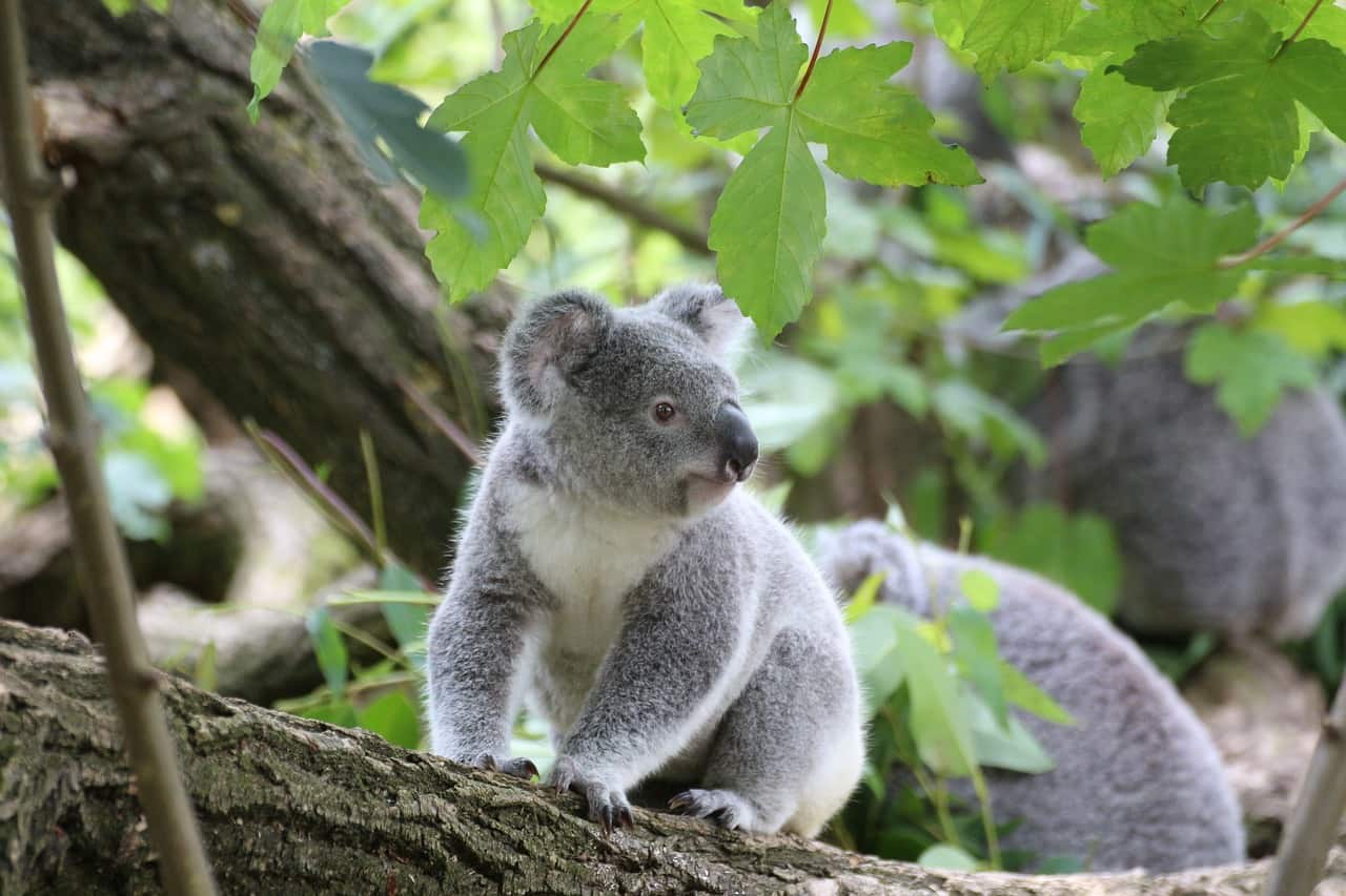 koala