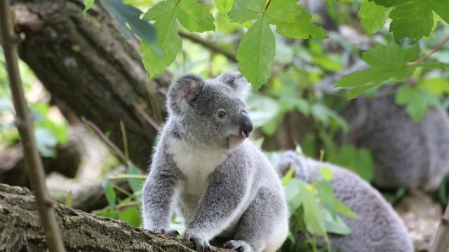 koala