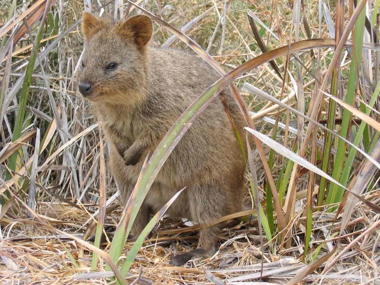 quokka